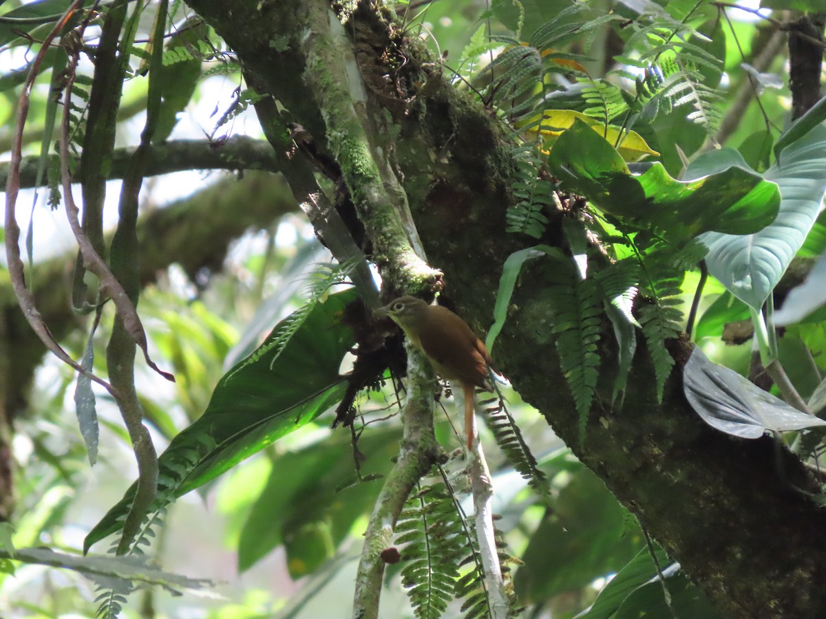 Montane Foliage-gleaner - ML646333765