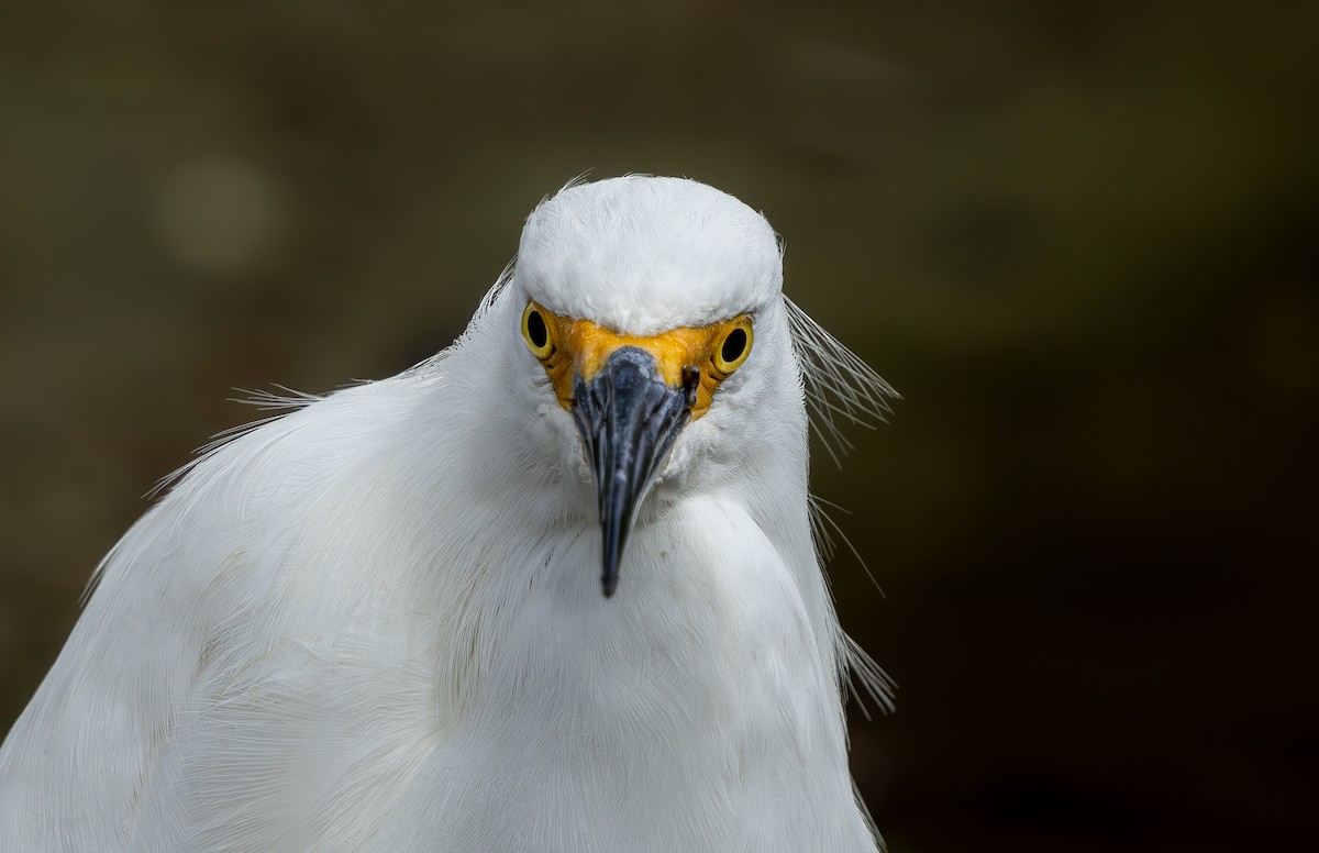 Aigrette neigeuse - ML646333767