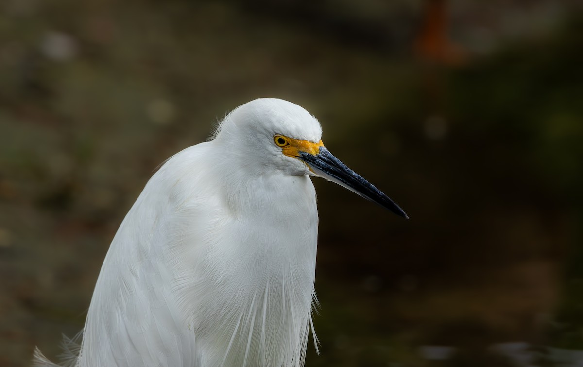 Aigrette neigeuse - ML646333768