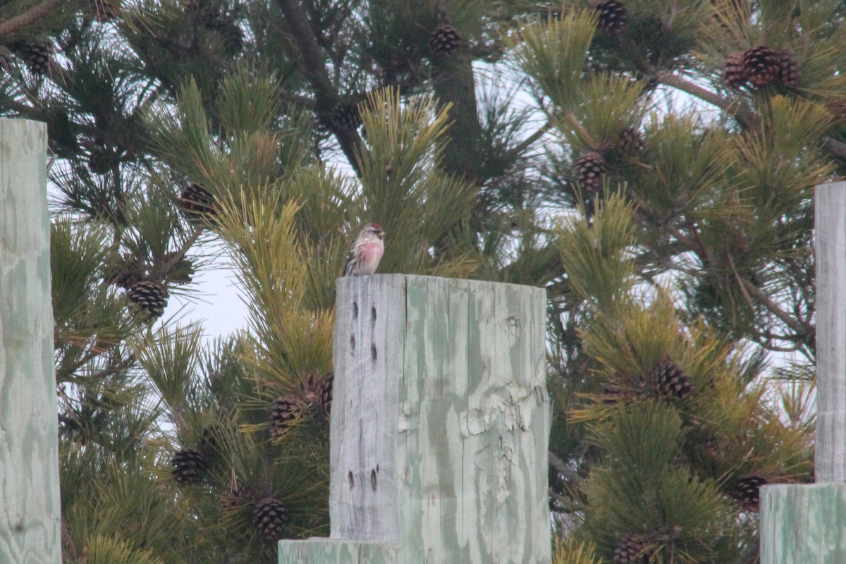 Redpoll (Common) - ML646333769