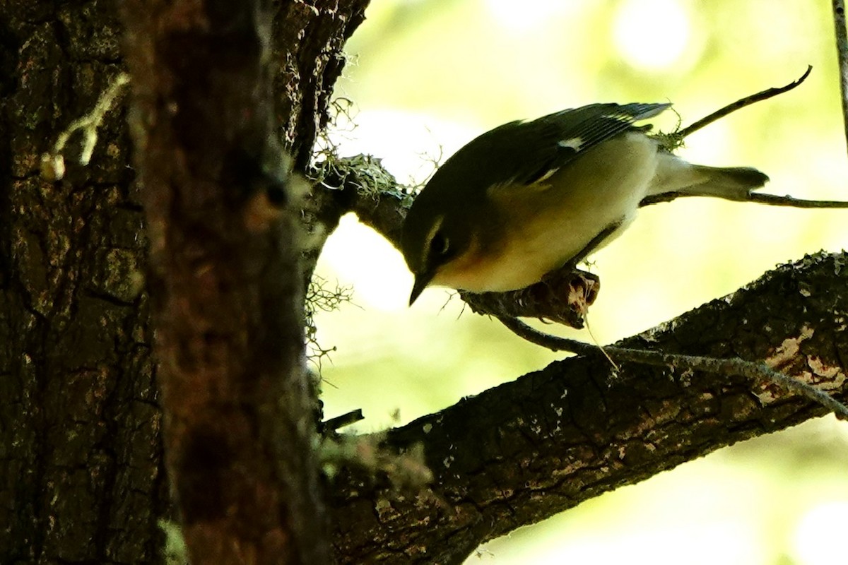 Black-throated Blue Warbler - ML646333772