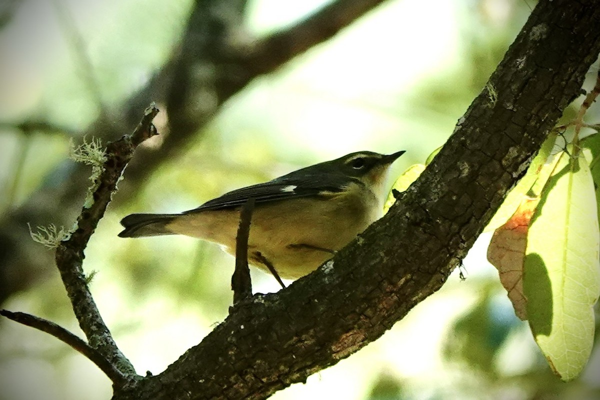 Black-throated Blue Warbler - ML646333773