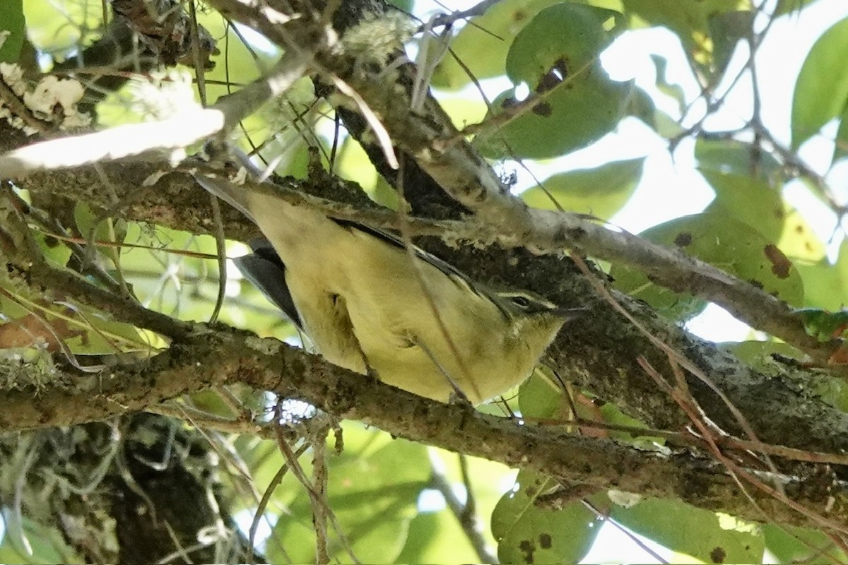 Black-throated Blue Warbler - ML646333774