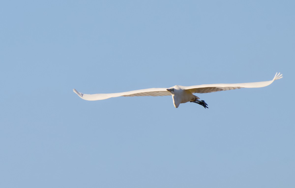 volavka bílá - ML646333775