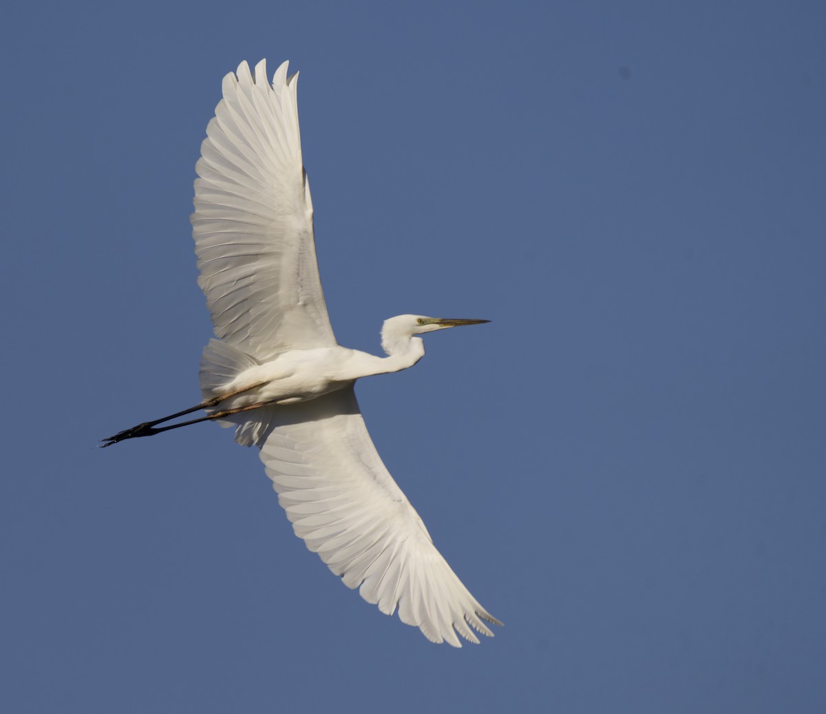 volavka bílá - ML646333776