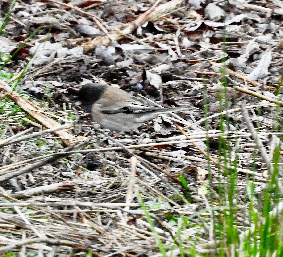 Dark-eyed Junco - ML646333777