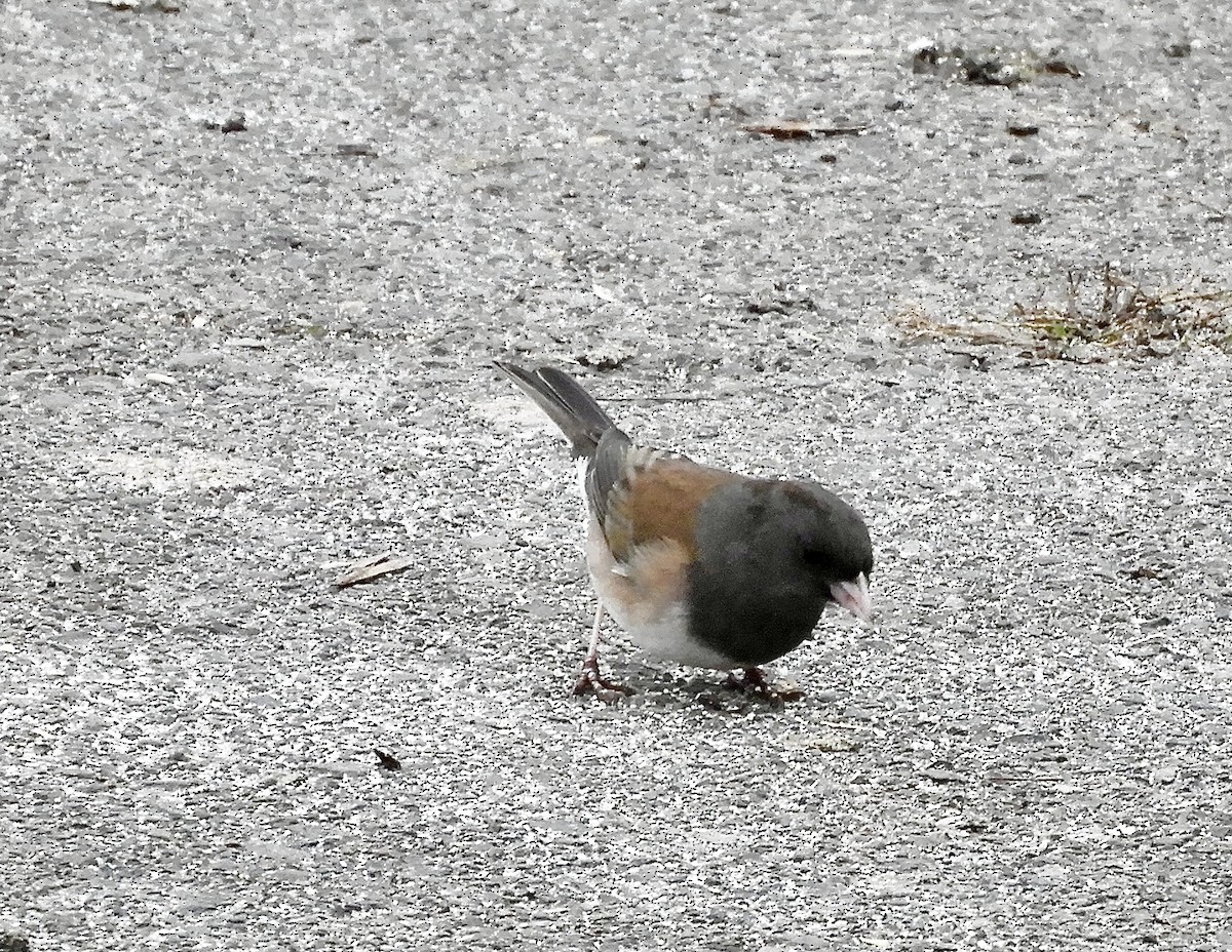 Dark-eyed Junco - ML646333778