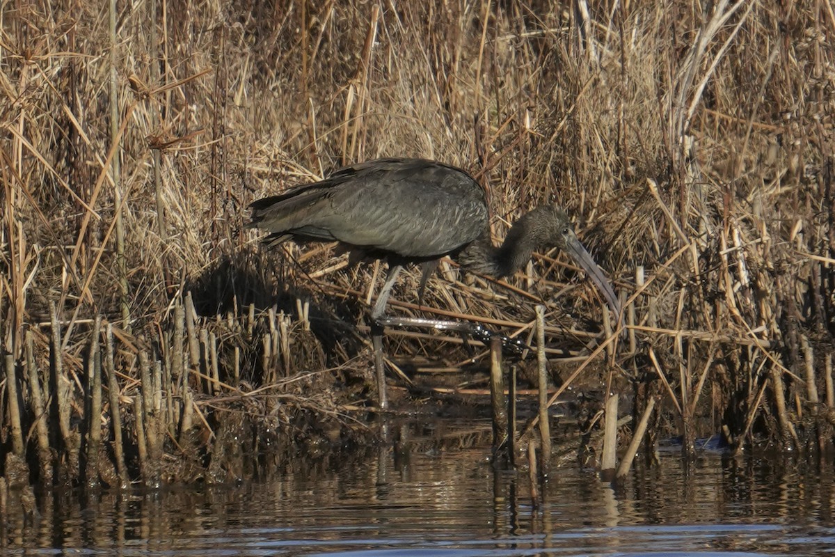 Glossy Ibis - ML646333785