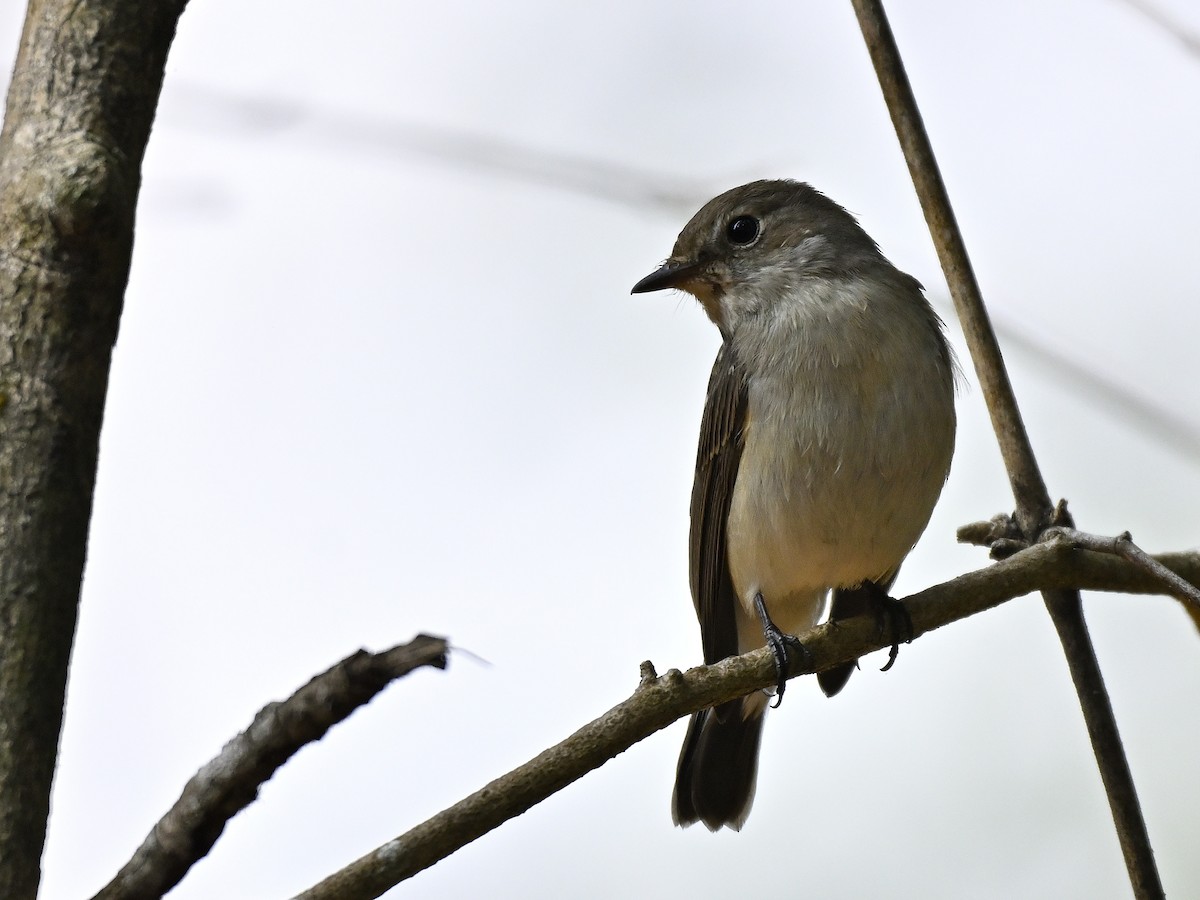 Taiga Flycatcher - ML646333786