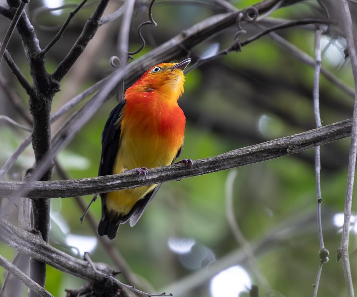 Band-tailed Manakin - ML646333787