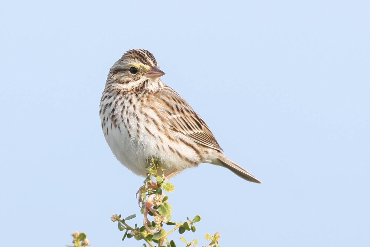Savannah Sparrow - ML646333790