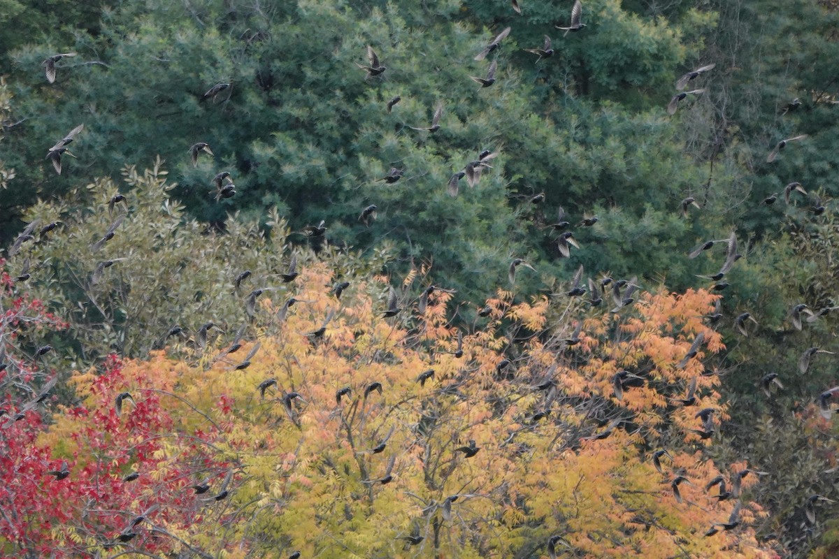 European Starling - ML646333794