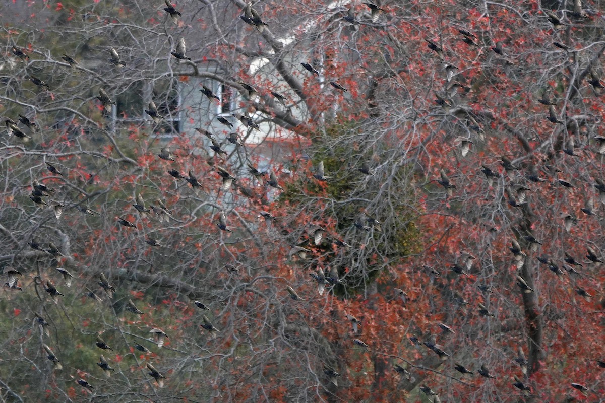 European Starling - ML646333795