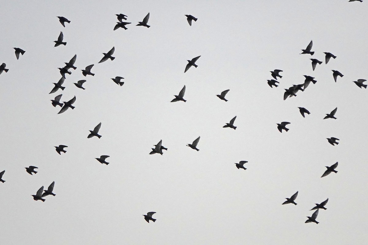 European Starling - ML646333796