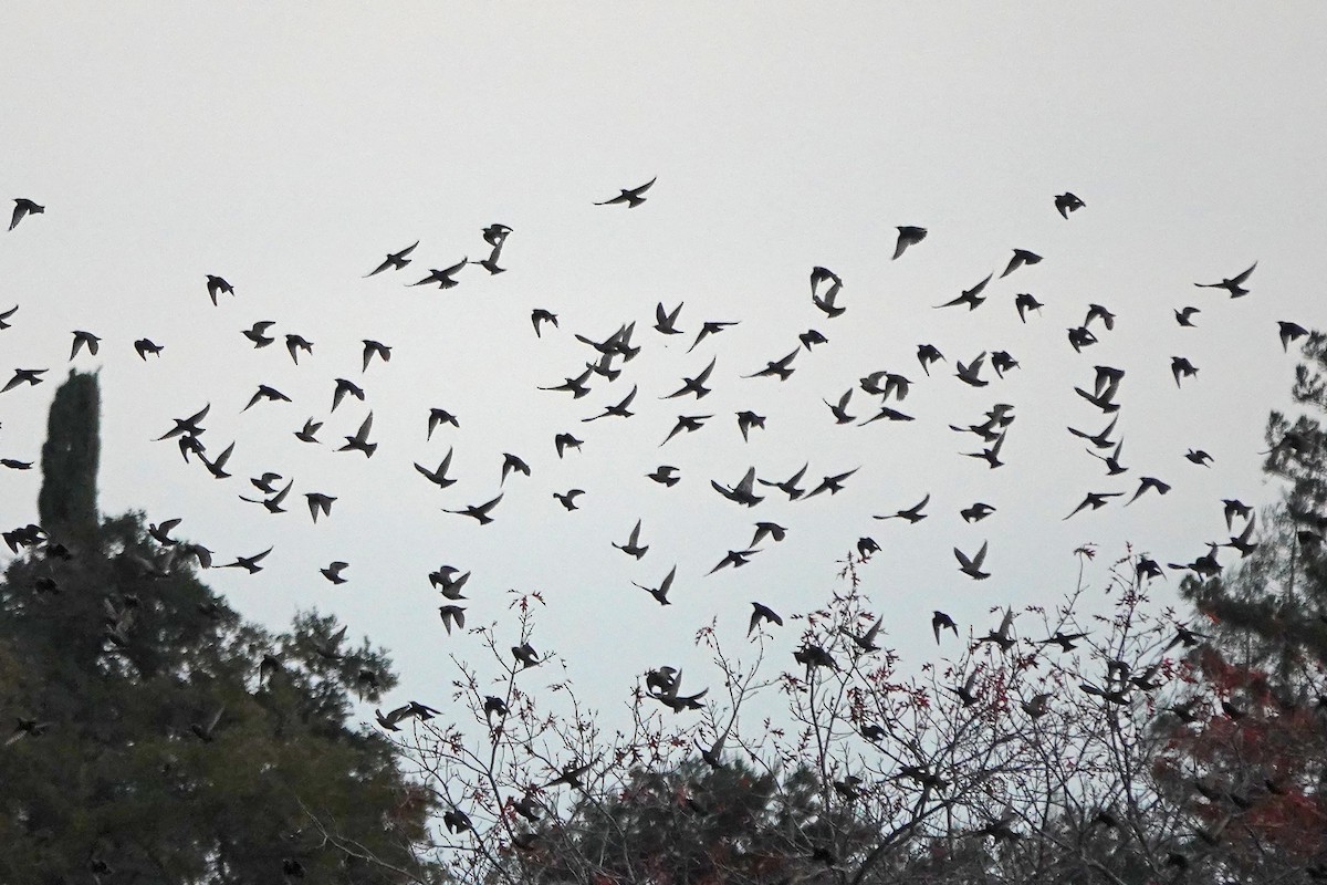 European Starling - ML646333797