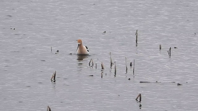 American Avocet - ML646333798
