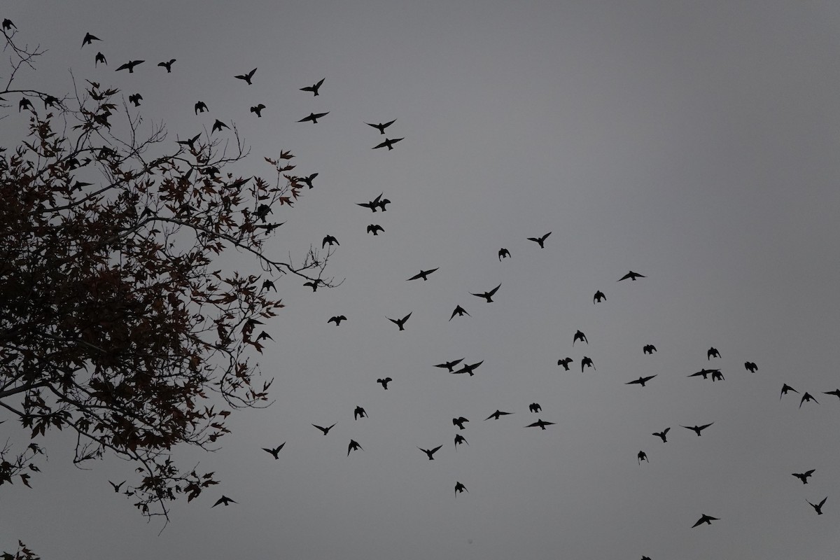 European Starling - ML646333799