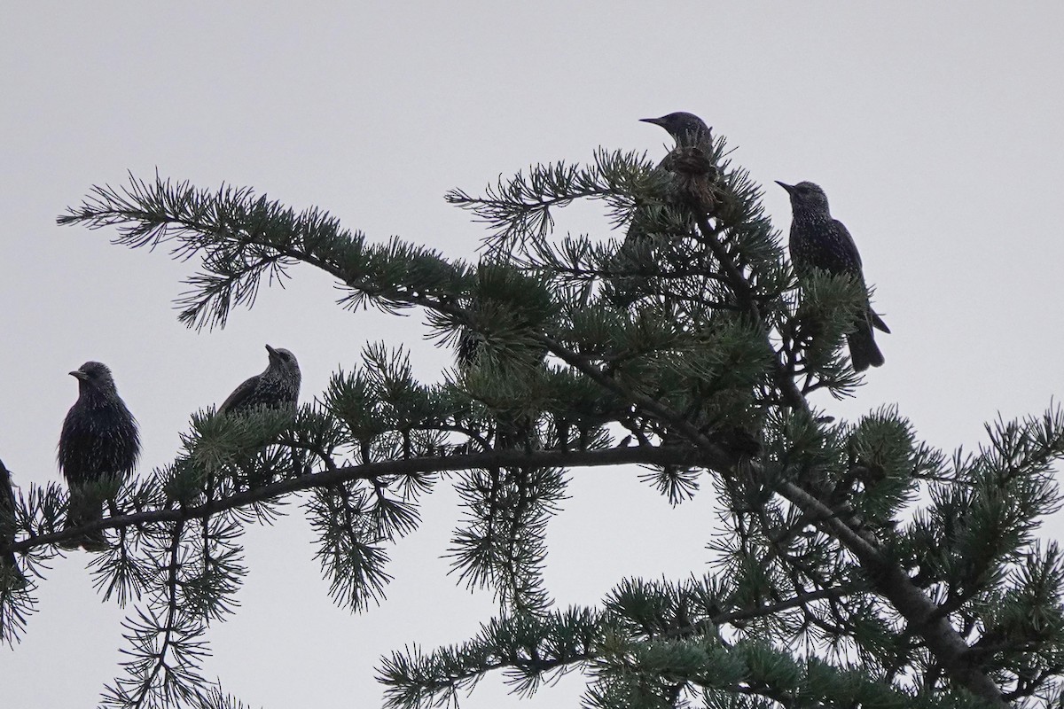 European Starling - ML646333800