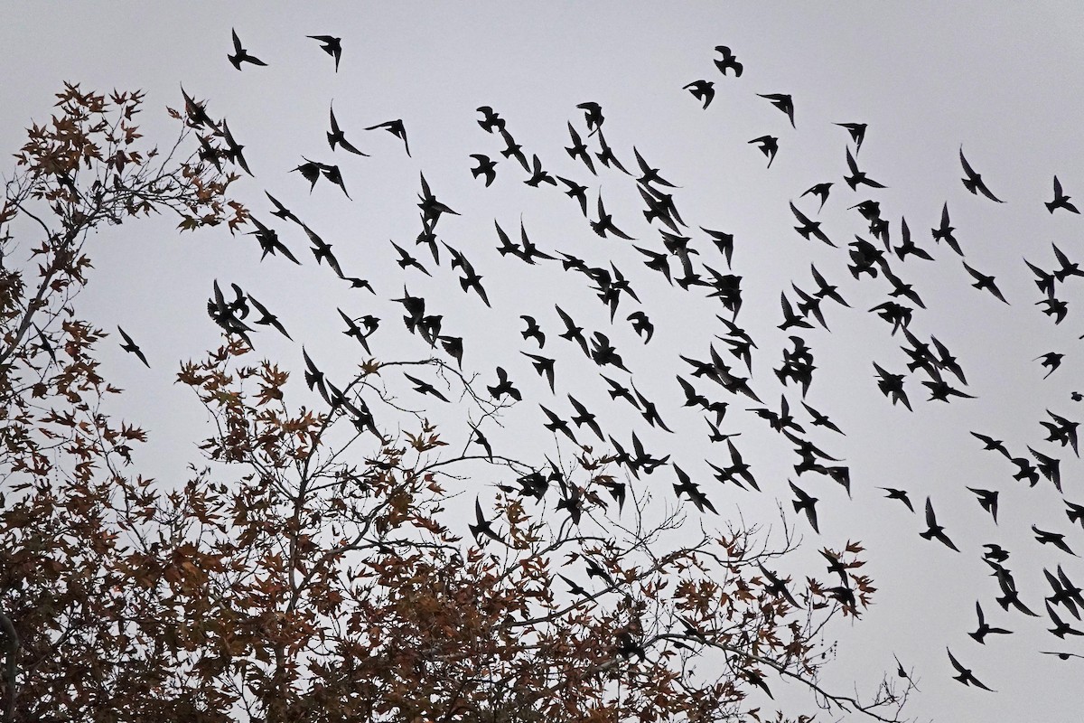 European Starling - ML646333802