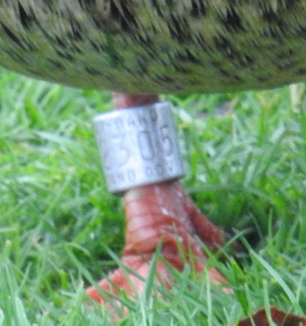 綠頭鴨 - ML646333808