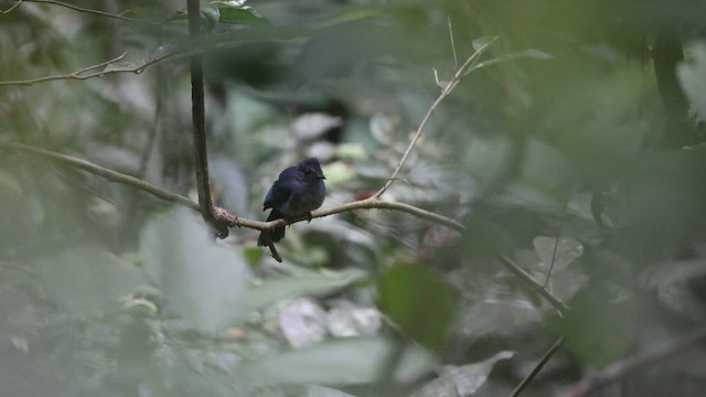 Visayan Blue-Fantail - ML646333822