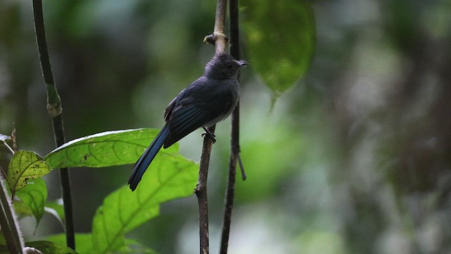 Visayan Blue-Fantail - ML646333823