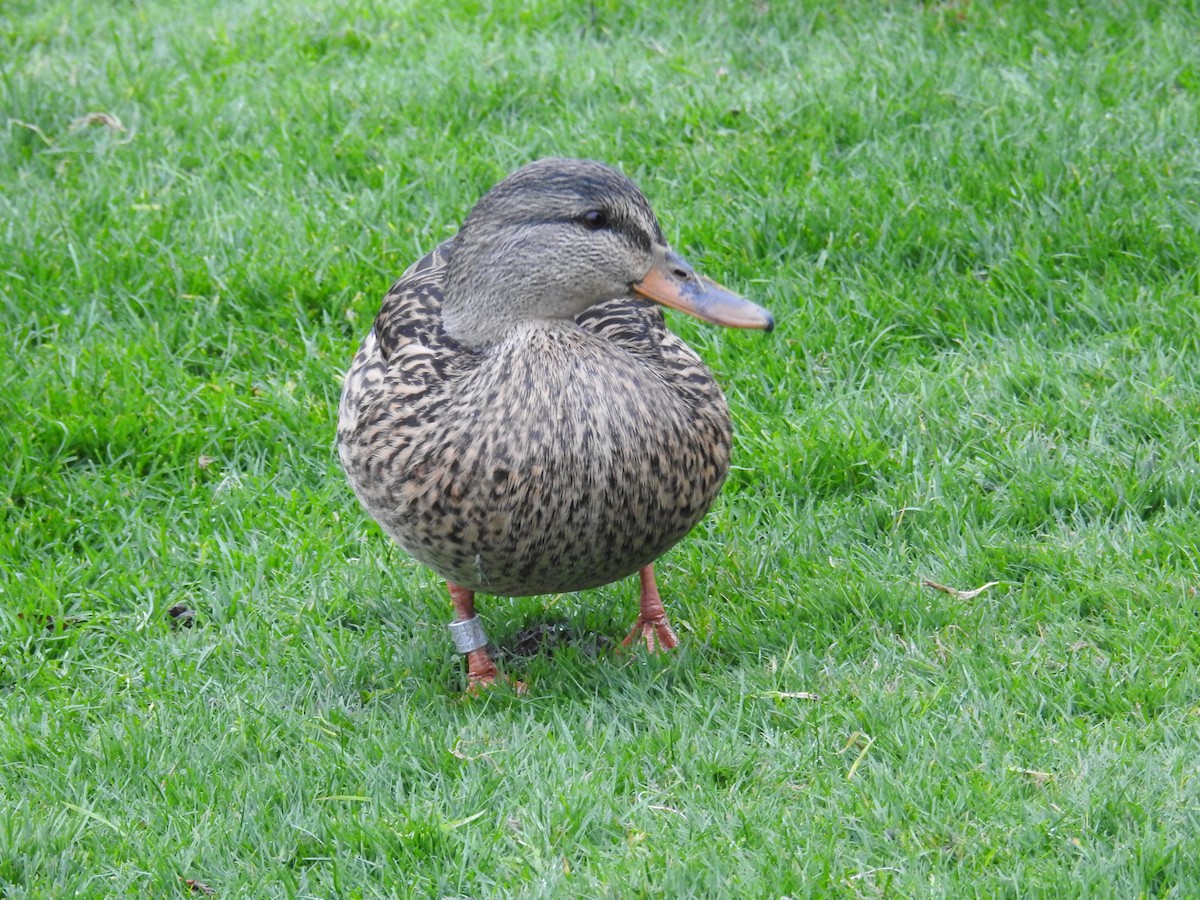 綠頭鴨 - ML646333824