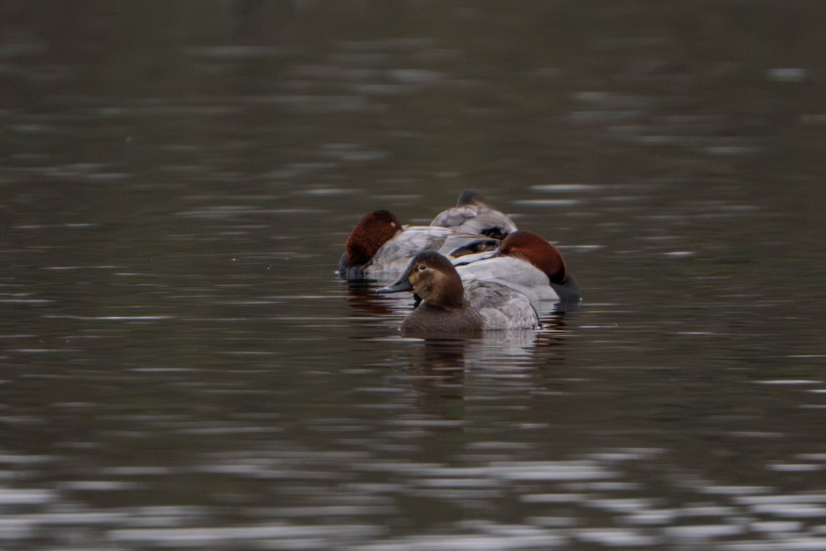 Common Pochard - ML646333825