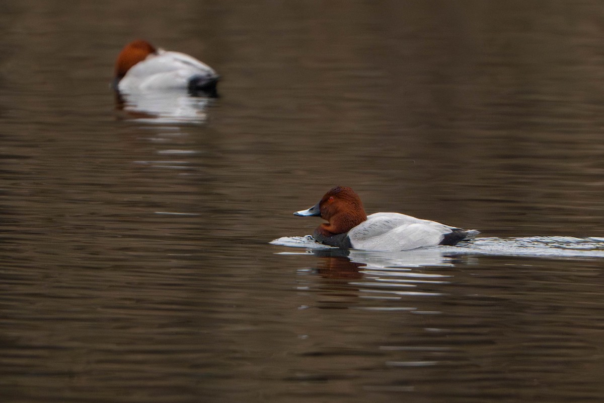 Common Pochard - ML646333826