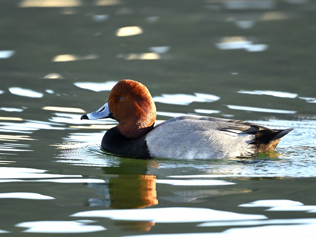 Redhead - ML646333827