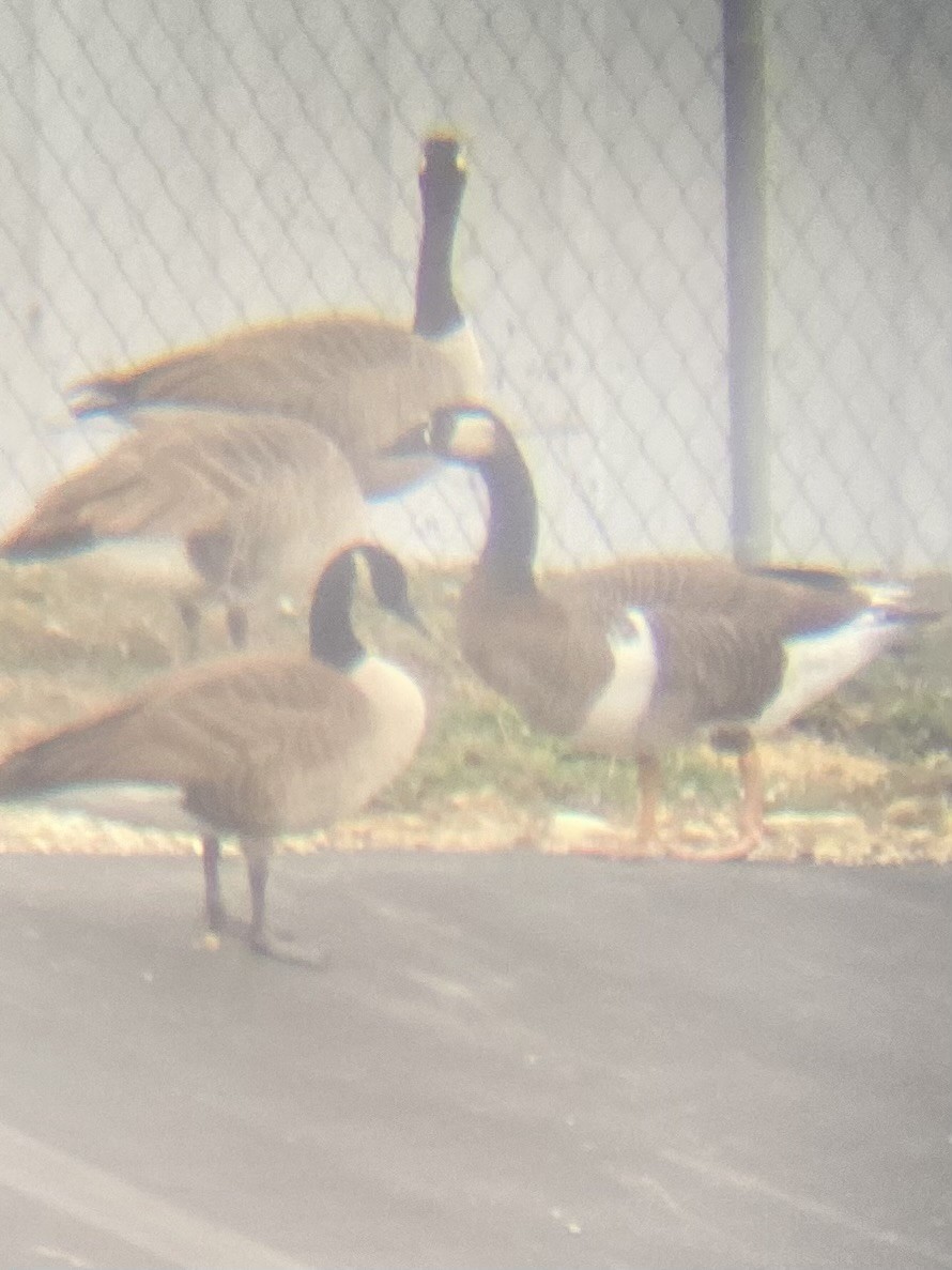 Domestic goose sp. x Canada Goose (hybrid) - ML646333829