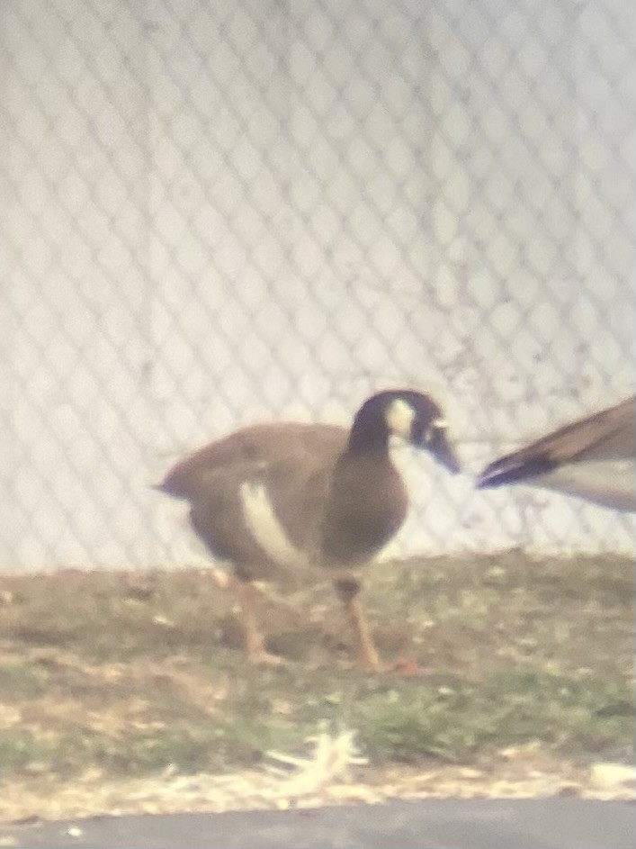Domestic goose sp. x Canada Goose (hybrid) - ML646333830