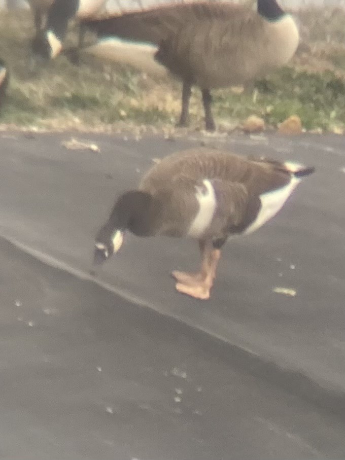 Domestic goose sp. x Canada Goose (hybrid) - ML646333831