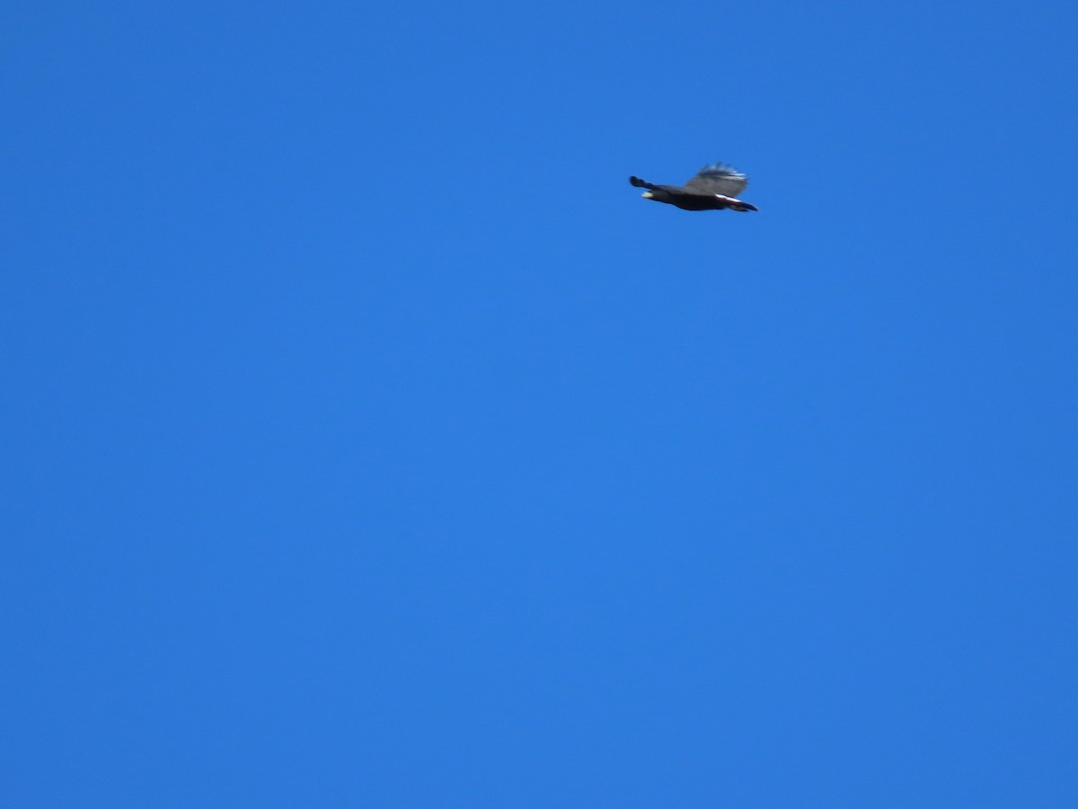 Great Black Hawk - ML646333842