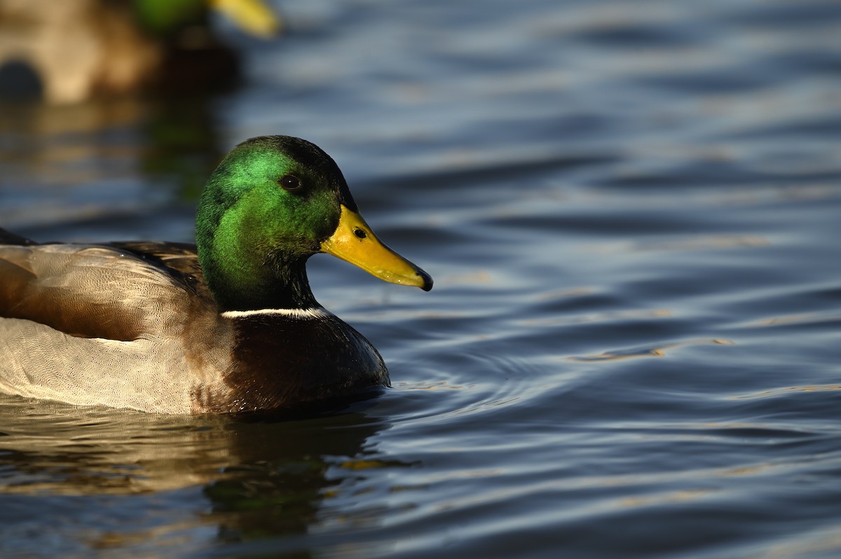 Mallard - ML646333847