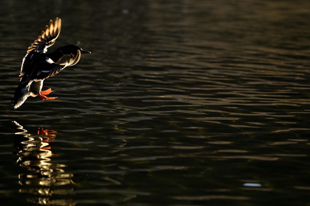 Mallard - ML646333848