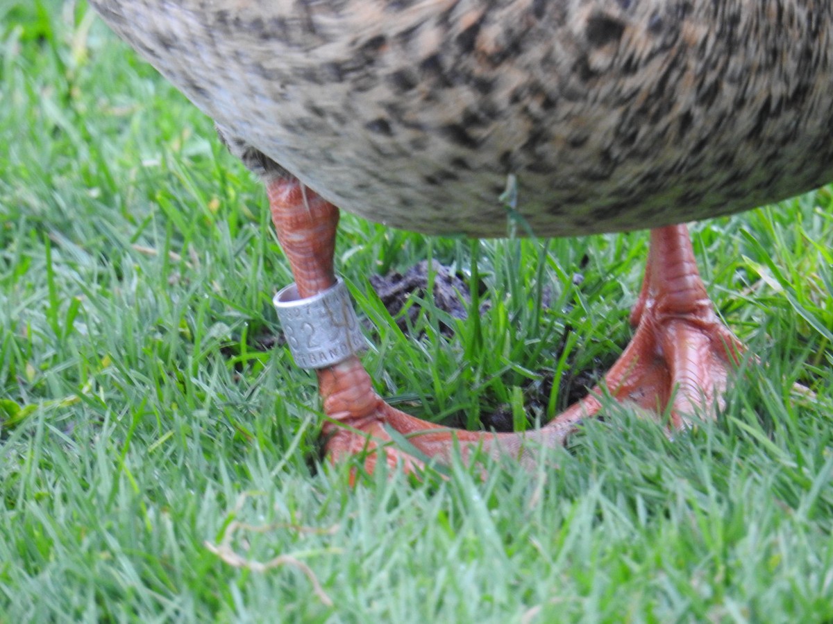 綠頭鴨 - ML646333850