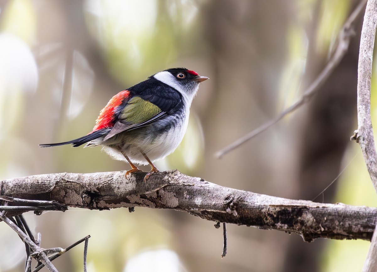 Pin-tailed Manakin - ML646333852