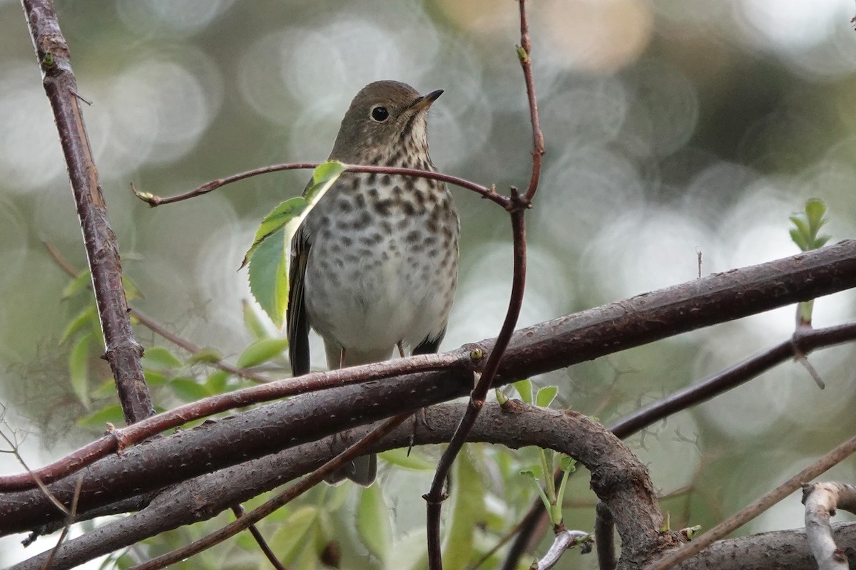 Hermit Thrush - ML646333857