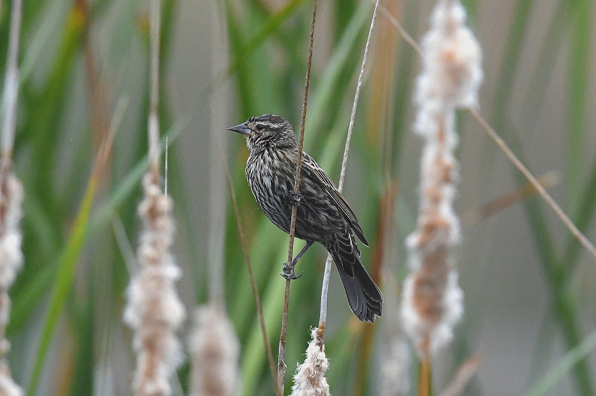 Red-winged Blackbird (Red-winged) - ML646333858