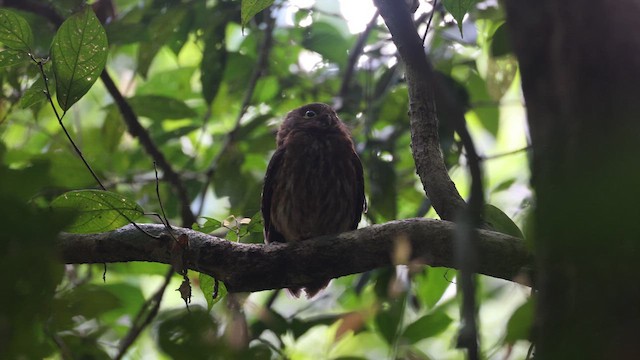 Luzon Boobook - ML646333867