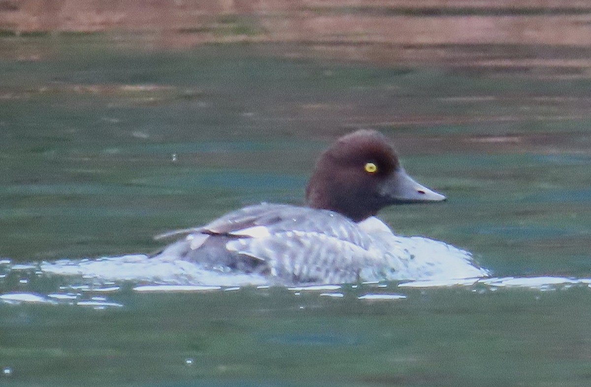 Common Goldeneye - ML646333871