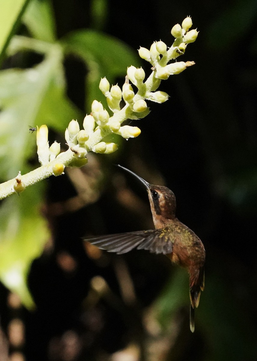 Ermite à gorge rayée - ML646333873