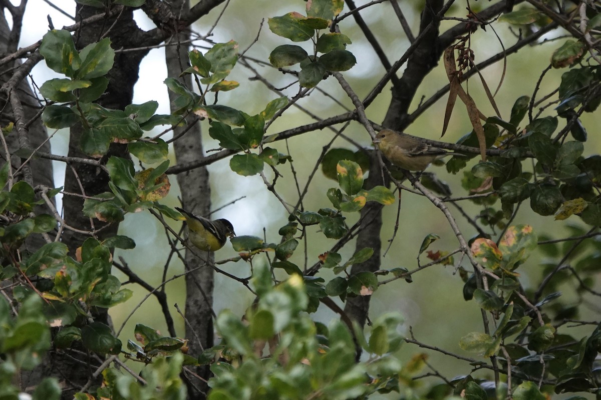 Lesser Goldfinch - ML646333874