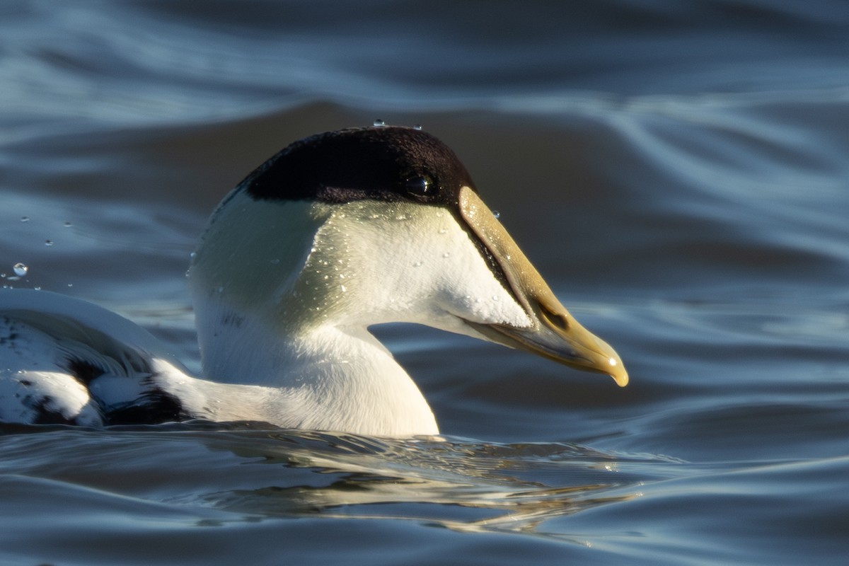 Common Eider - ML646333878