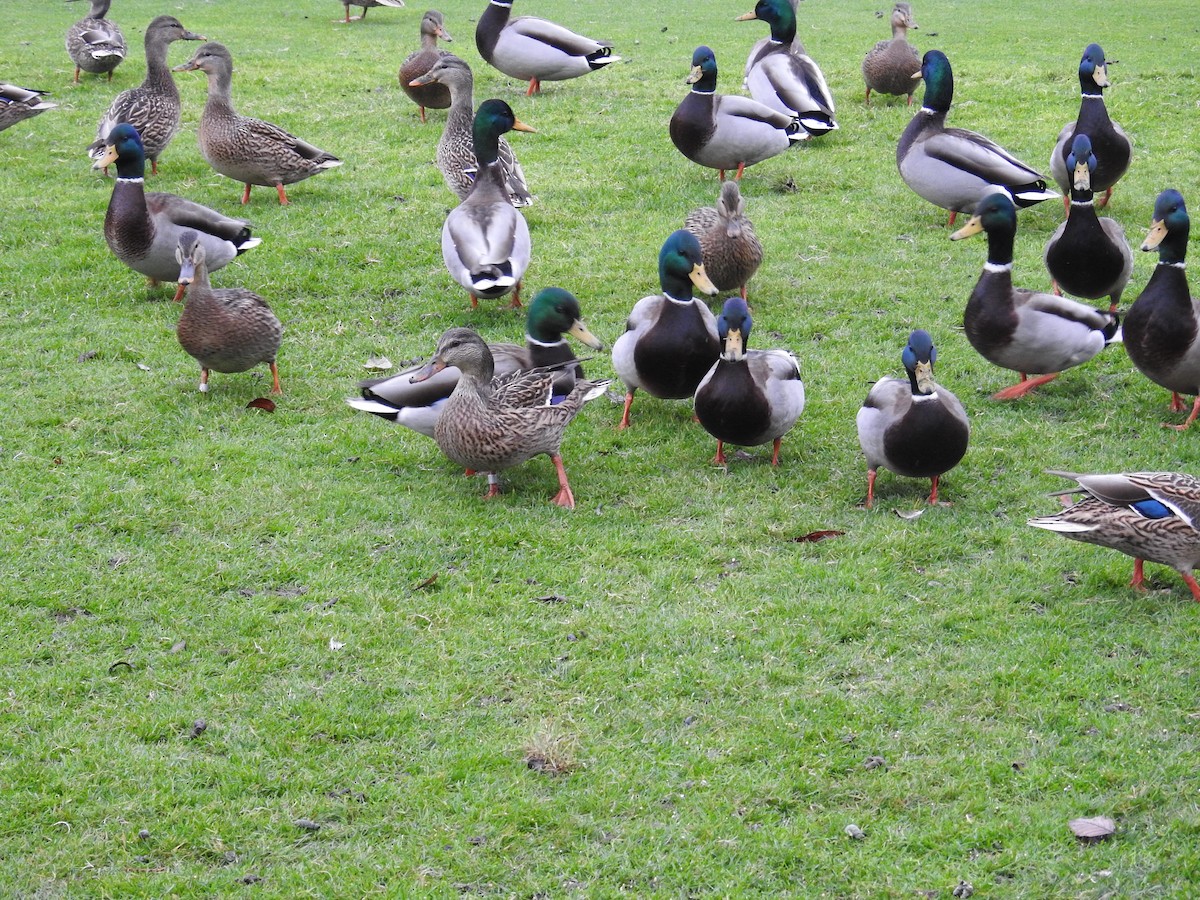 綠頭鴨 - ML646333879