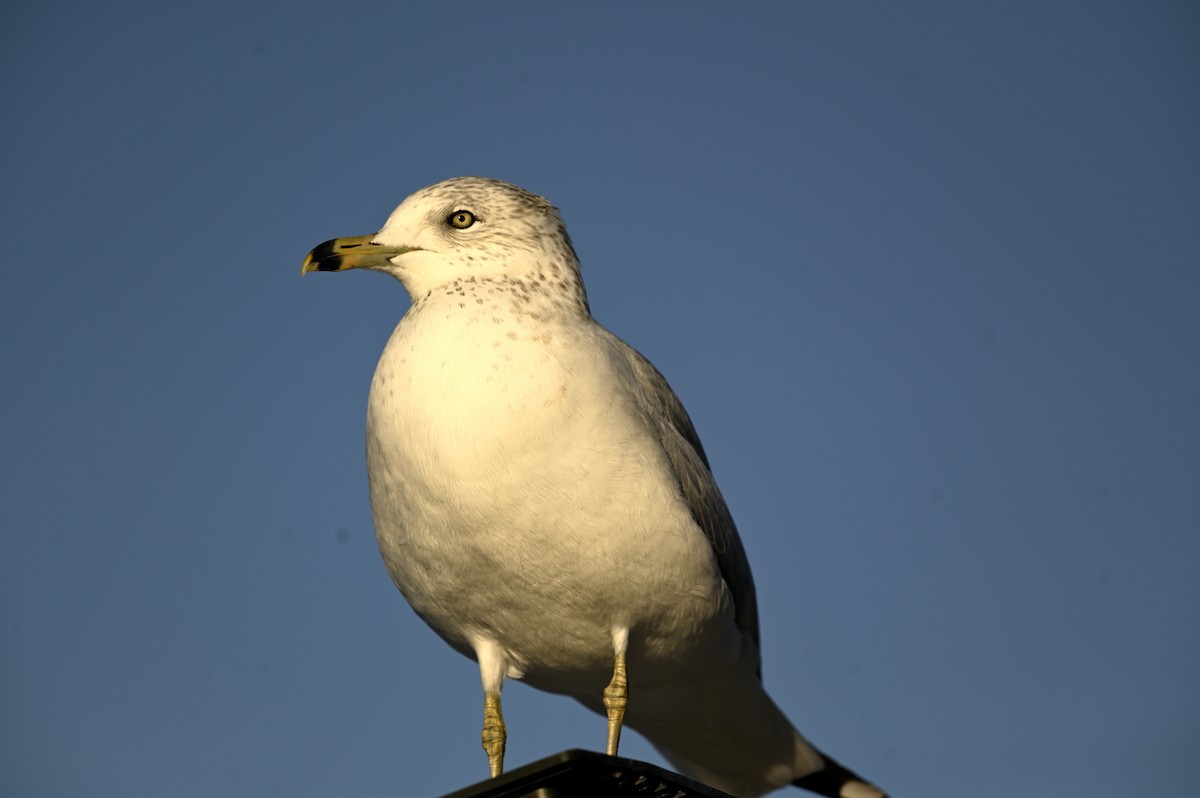 Ring-billed Gull - ML646333880