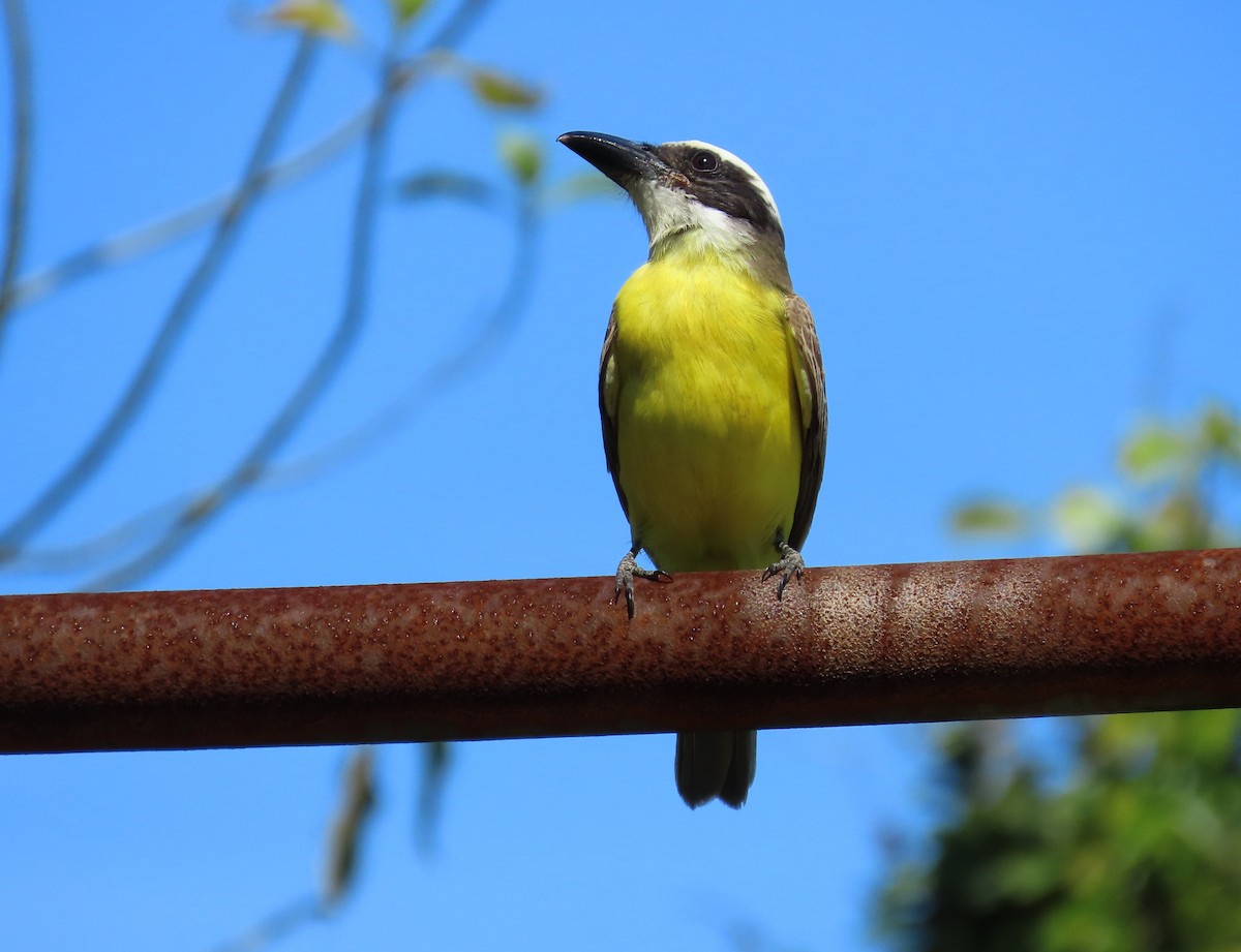 Пітанга-великодзьоб - ML646333890