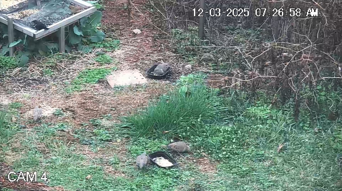 Mourning Dove - ML646333892