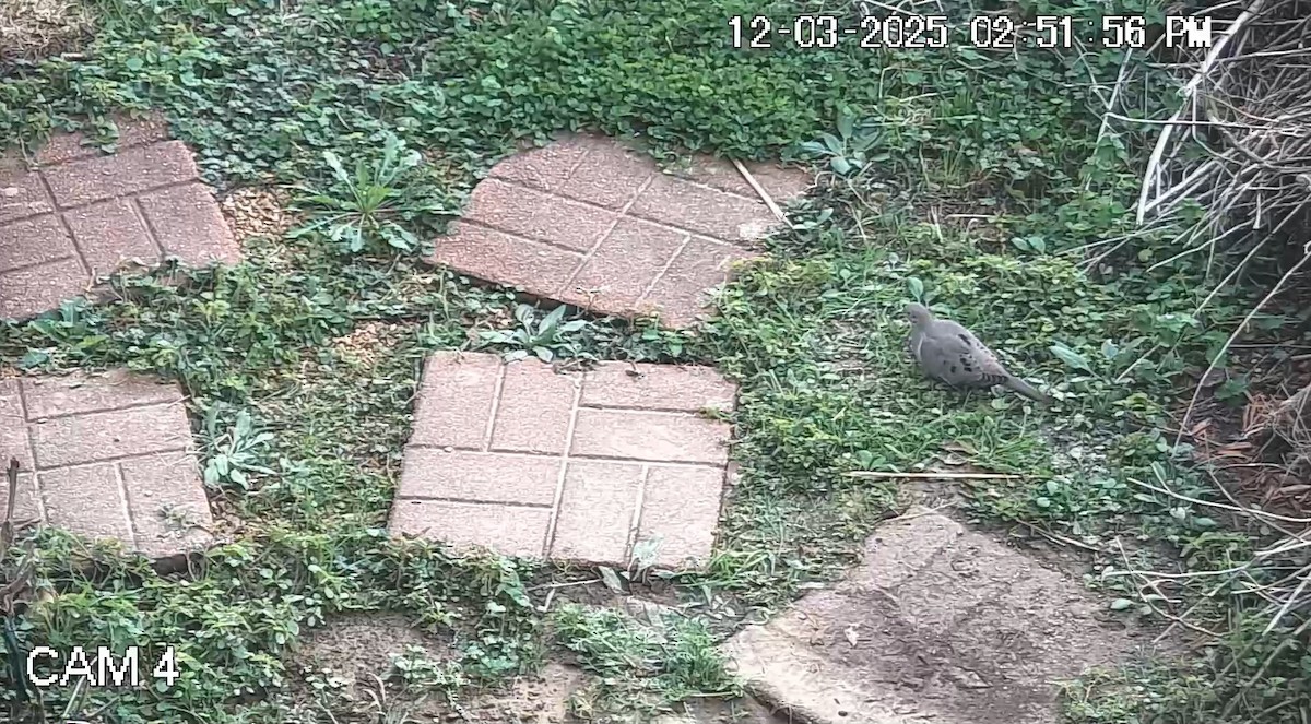 Mourning Dove - ML646333893